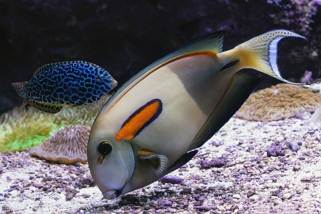 Free download horse shoe surgeon fish fish free picture to be edited with GIMP free online image editor