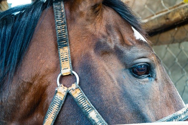 Descărcare gratuită Horses Horse Farm - fotografie sau imagini gratuite pentru a fi editate cu editorul de imagini online GIMP