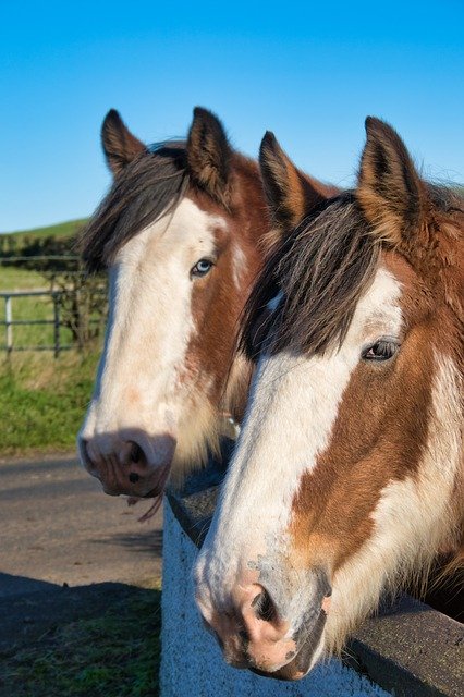 Free download Horses Horse Heads -  free photo or picture to be edited with GIMP online image editor