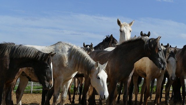 Free download horses horse herd young horse herd free picture to be edited with GIMP free online image editor