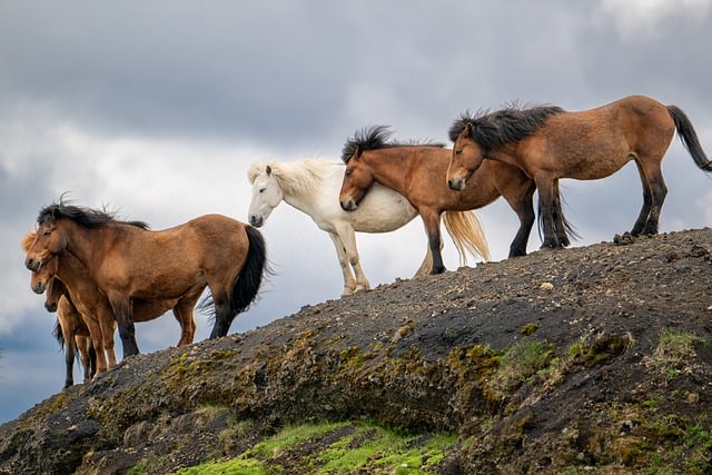 Free download horses icelandic horse animal free picture to be edited with GIMP free online image editor