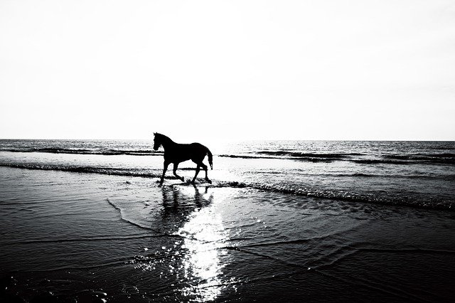 Free picture Horse Silhouette Landscape -  to be edited by GIMP free image editor by OffiDocs