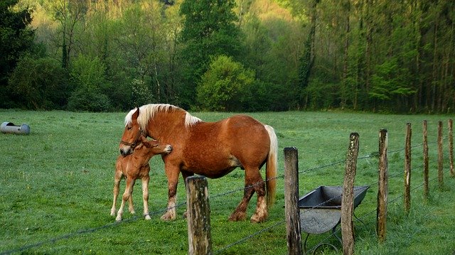 Free download Horses Jura Roux -  free photo or picture to be edited with GIMP online image editor