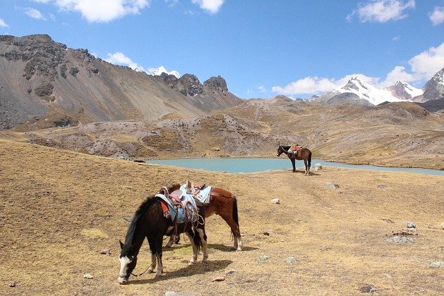 Gratis download Horses Landscape Ausangate - gratis foto of afbeelding om te bewerken met GIMP online afbeeldingseditor