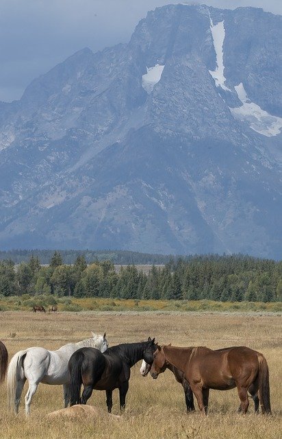 Gratis download Horses Landscape Scenic - gratis foto of afbeelding om te bewerken met GIMP online afbeeldingseditor