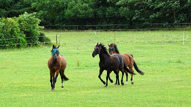 Free download Horses Meadow Coupling -  free photo or picture to be edited with GIMP online image editor