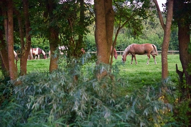 Tải xuống miễn phí Ngựa Meadow Pasture - ảnh hoặc ảnh miễn phí được chỉnh sửa bằng trình chỉnh sửa ảnh trực tuyến GIMP