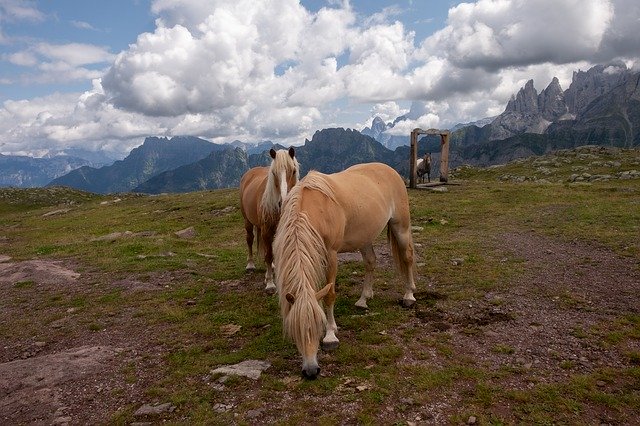 Free download Horses Mountain Sky free photo template to be edited with GIMP online image editor