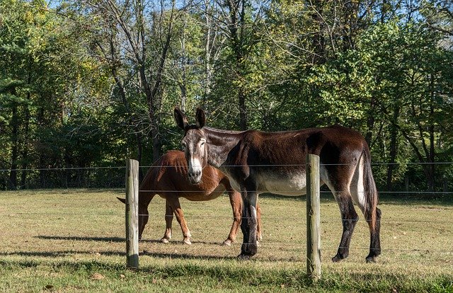 Bezpłatne pobieranie Horses Nature Animal - darmowe zdjęcie lub obraz do edycji za pomocą internetowego edytora obrazów GIMP