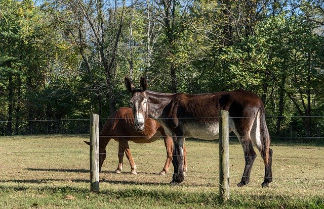 Descarga gratuita Horses Nature Animal - foto o imagen gratuita para editar con el editor de imágenes en línea GIMP