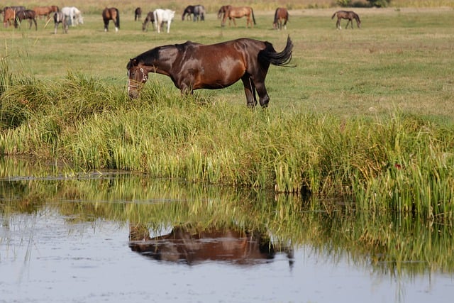 Free download horses nature river reflection free picture to be edited with GIMP free online image editor