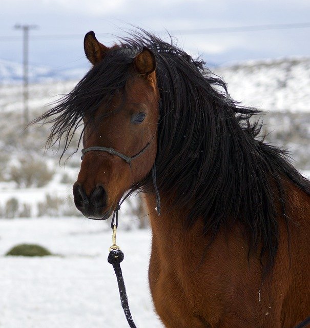 Free picture Horse Snow Land -  to be edited by GIMP free image editor by OffiDocs