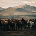 Horses on Field Near Mountains  screen for extension Chrome web store in OffiDocs Chromium