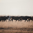 Horses on Grass Field  screen for extension Chrome web store in OffiDocs Chromium