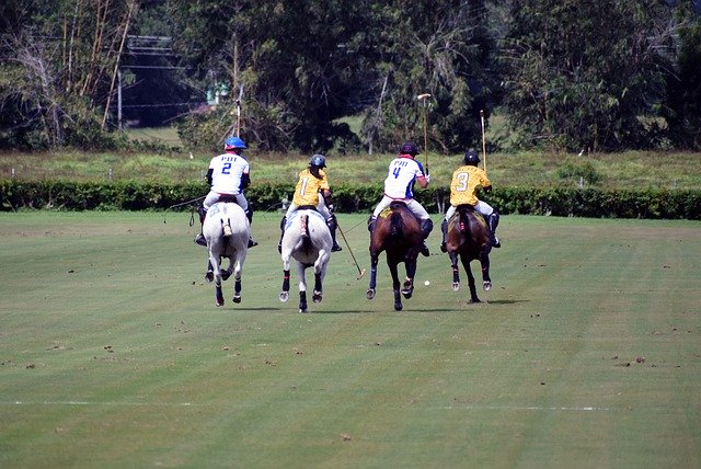 Descărcare gratuită Horses Polo Horse - fotografie sau imagini gratuite pentru a fi editate cu editorul de imagini online GIMP