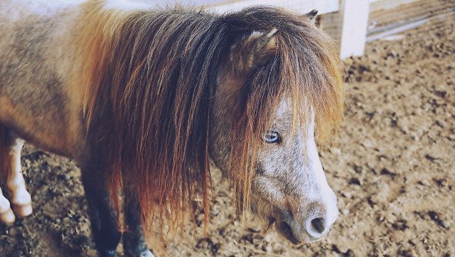 Free download Horses Pony Animals free photo template to be edited with GIMP online image editor