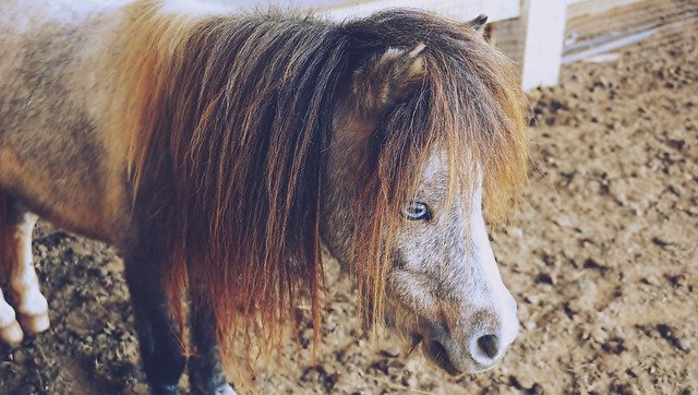 Bezpłatne pobieranie darmowego szablonu zdjęć Horses Pony Animals do edycji za pomocą internetowego edytora obrazów GIMP