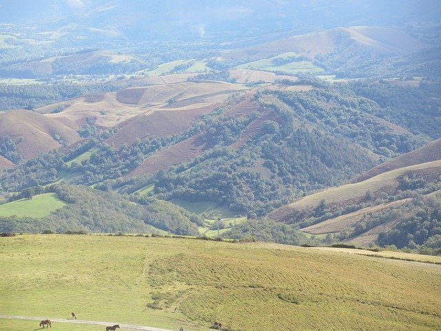 Descărcare gratuită Horses Prairie Pyrénées - fotografie sau imagine gratuită pentru a fi editată cu editorul de imagini online GIMP