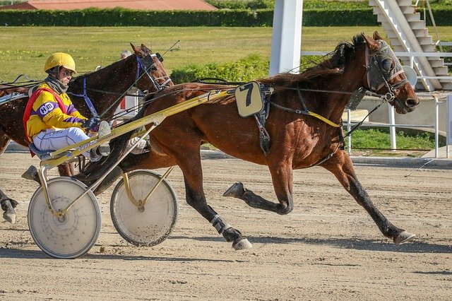 Free download Horses Racing Trot free photo template to be edited with GIMP online image editor