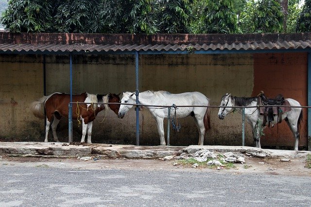 Скачать бесплатно Horses Resting Eating - бесплатное фото или изображение для редактирования с помощью онлайн-редактора изображений GIMP