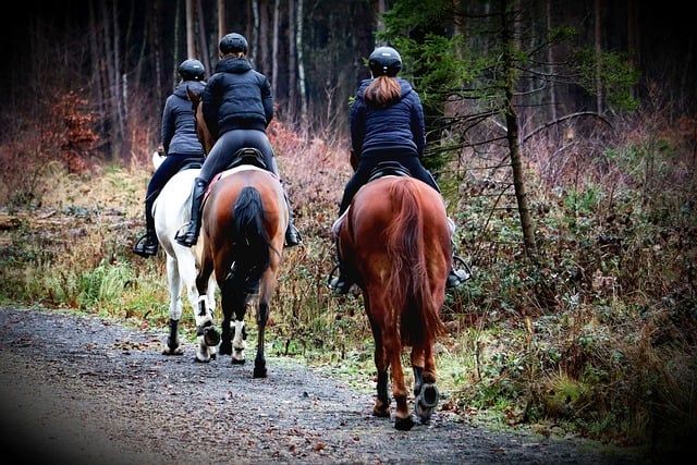 Free download horses riding horses equestrian free picture to be edited with GIMP free online image editor