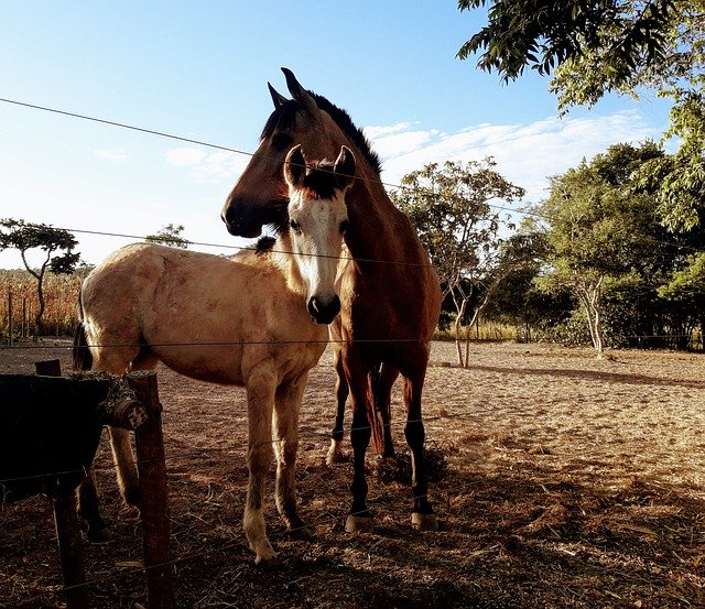 Téléchargement gratuit Horses Rural Equine - photo ou image gratuite à éditer avec l'éditeur d'images en ligne GIMP