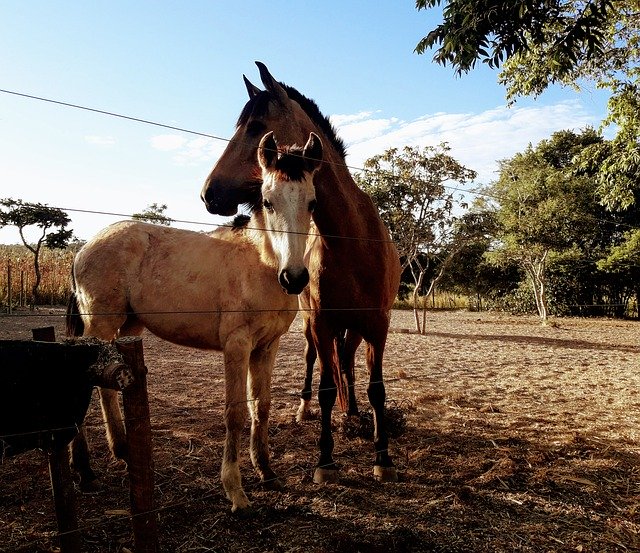 Free download Horses Rural Equine -  free photo or picture to be edited with GIMP online image editor