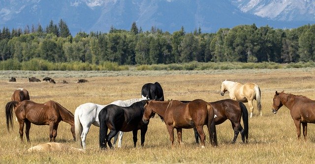 Gratis download Horses Scenic Landscape - gratis gratis foto of afbeelding om te bewerken met GIMP online afbeeldingseditor