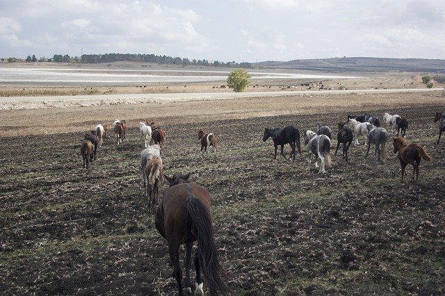 Bezpłatne pobieranie Horses Space Herd - bezpłatne zdjęcie lub obraz do edycji za pomocą internetowego edytora obrazów GIMP