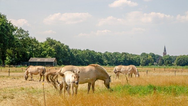 دانلود رایگان Horses Summer Hot - عکس یا تصویر رایگان قابل ویرایش با ویرایشگر تصویر آنلاین GIMP