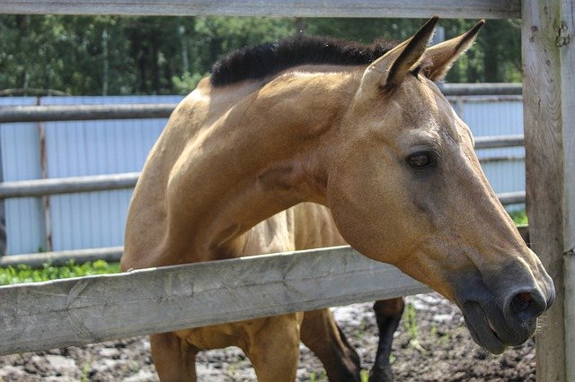 Unduh gratis Horse Stable Nature - foto atau gambar gratis untuk diedit dengan editor gambar online GIMP