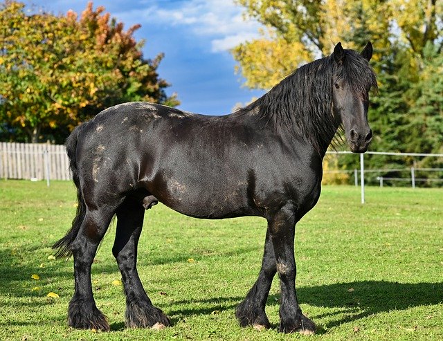 Muat turun percuma Horse Stallion Animal - foto atau gambar percuma untuk diedit dengan editor imej dalam talian GIMP