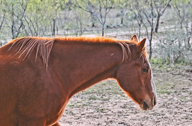 Free download horse stallion equine animal free picture to be edited with GIMP free online image editor