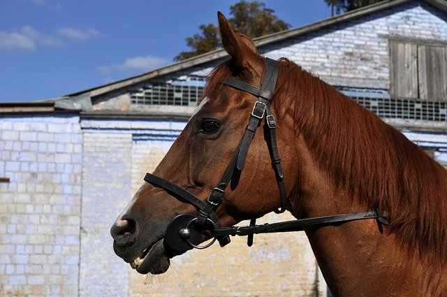 ดาวน์โหลดฟรี Horse Stallion Mane - ภาพถ่ายหรือรูปภาพฟรีที่จะแก้ไขด้วยโปรแกรมแก้ไขรูปภาพออนไลน์ GIMP