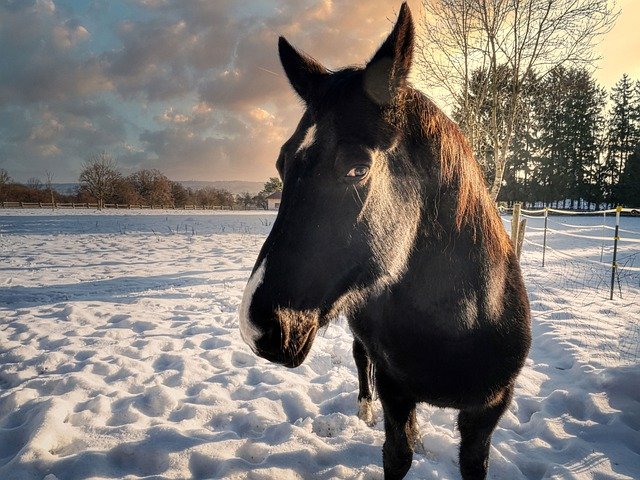 Free download horse stallion winter cold animal free picture to be edited with GIMP free online image editor