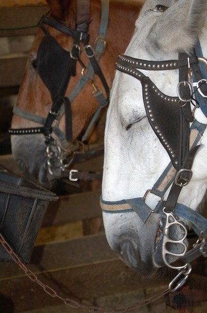 Kostenloser Download Horses Tourism South - kostenloses Foto oder Bild zur Bearbeitung mit GIMP Online-Bildbearbeitung