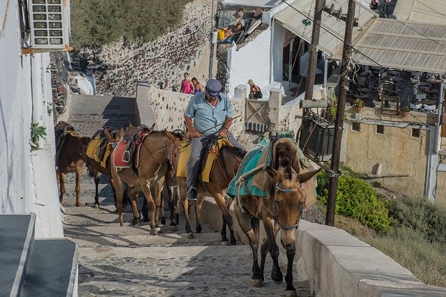 Libreng download Horses Tourism Transport - libreng larawan o larawan na ie-edit gamit ang GIMP online na editor ng imahe