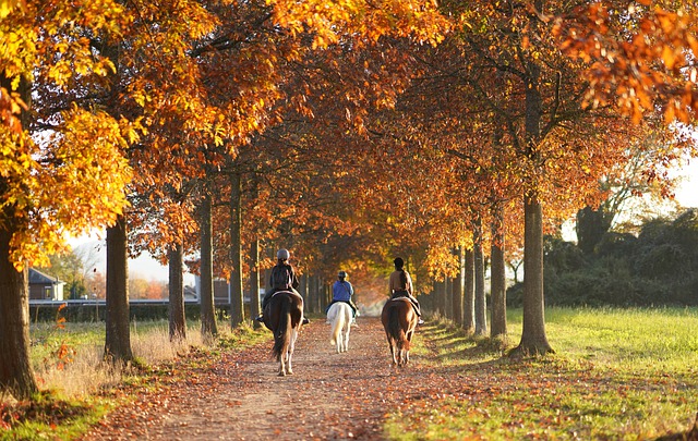 Kostenloser Download von Pferden, Bäumen, Herbstsaison, Natur, kostenloses Bild, das mit dem kostenlosen Online-Bildeditor GIMP bearbeitet werden kann