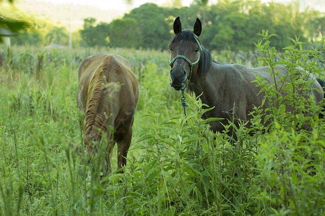 Descarga gratuita Horses Two Field: foto o imagen gratuita para editar con el editor de imágenes en línea GIMP