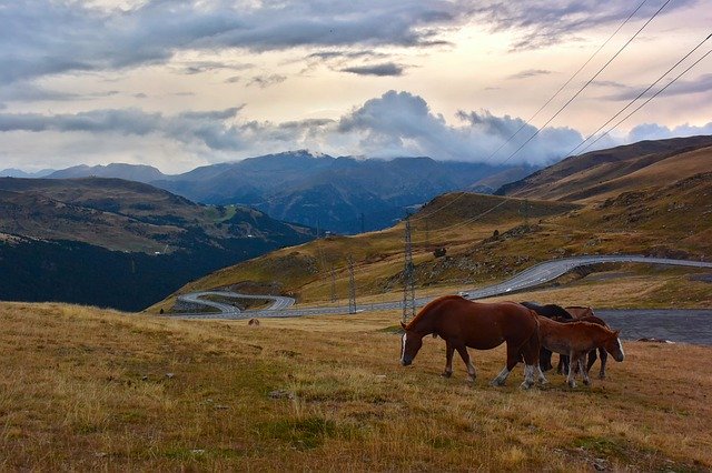 Unduh gratis Horses View Sunset - foto atau gambar gratis untuk diedit dengan editor gambar online GIMP