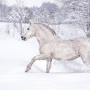 Horses walking on snow  screen for extension Chrome web store in OffiDocs Chromium