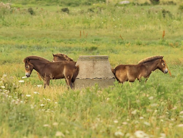 Free download horses well ah nice free picture to be edited with GIMP free online image editor