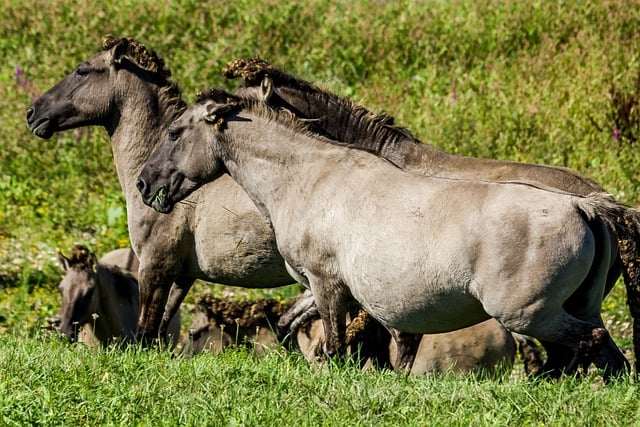 تحميل مجاني للخيول الخيول البرية الخيول صورة مجانية ليتم تحريرها باستخدام محرر الصور المجاني على الإنترنت من GIMP