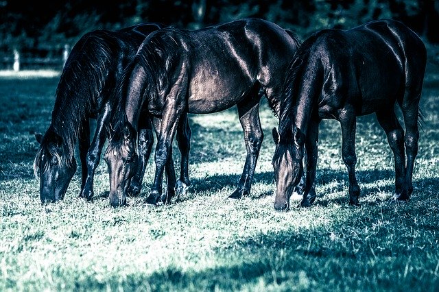 Muat turun percuma Horses Yearling Pasture - foto atau gambar percuma untuk diedit dengan editor imej dalam talian GIMP