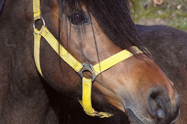 Gratis download paard het hoofd van een paard de manen gratis foto om te bewerken met GIMP gratis online afbeeldingseditor