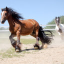 Horse training  screen for extension Chrome web store in OffiDocs Chromium