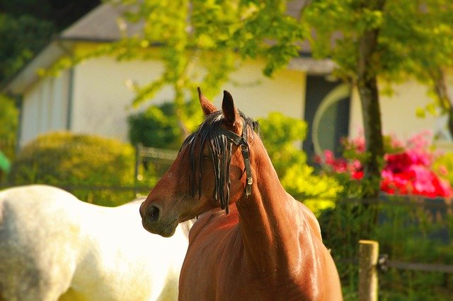 Téléchargement gratuit de Horse Walker Horses - photo ou image gratuite à éditer avec l'éditeur d'images en ligne GIMP