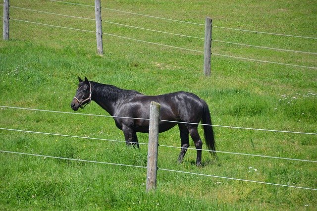 Free download Horse Warmblut Black Beauty -  free photo or picture to be edited with GIMP online image editor