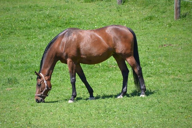 Скачать бесплатно Horse Warmblut Brown - бесплатное фото или изображение для редактирования с помощью онлайн-редактора изображений GIMP