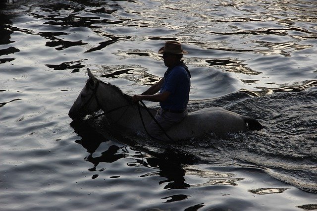Unduh gratis Horse Water The Ride - foto atau gambar gratis untuk diedit dengan editor gambar online GIMP